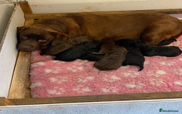 Labrador Retriever dogs for sale: K.C REG CHUNKY SHOW LABRADOR PUPS. - Image 8
