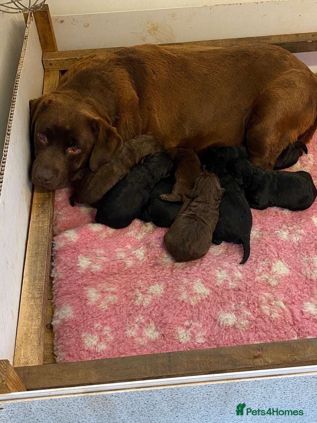 Labrador Retriever dogs for sale: K.C REG CHUNKY SHOW LABRADOR PUPS. - Image 8