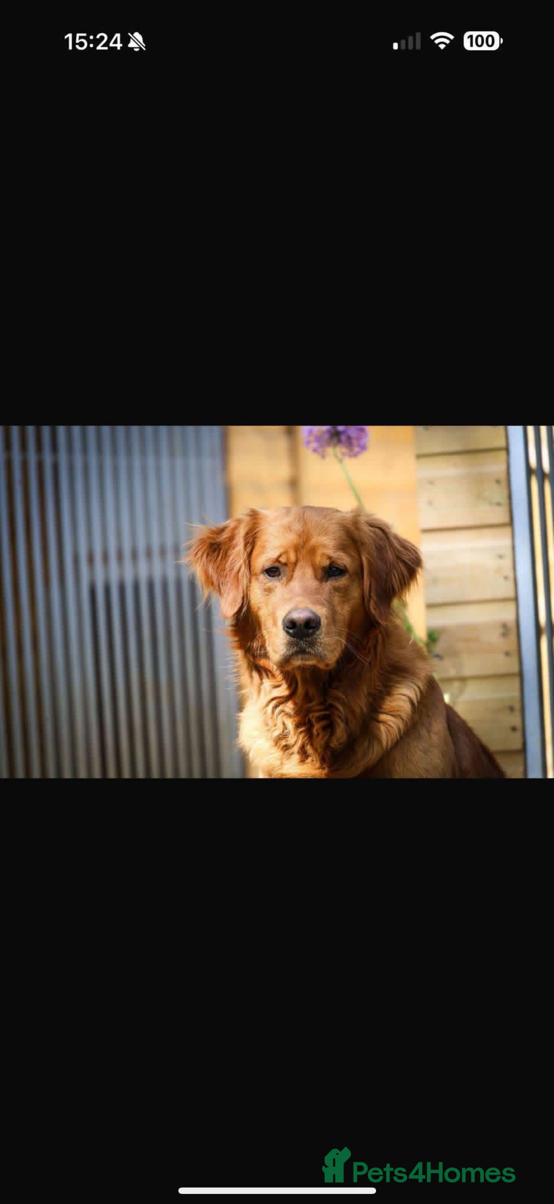 Golden Retriever dogs for sale: KC Registered Championship Line Golden Retrievers - Advert 6