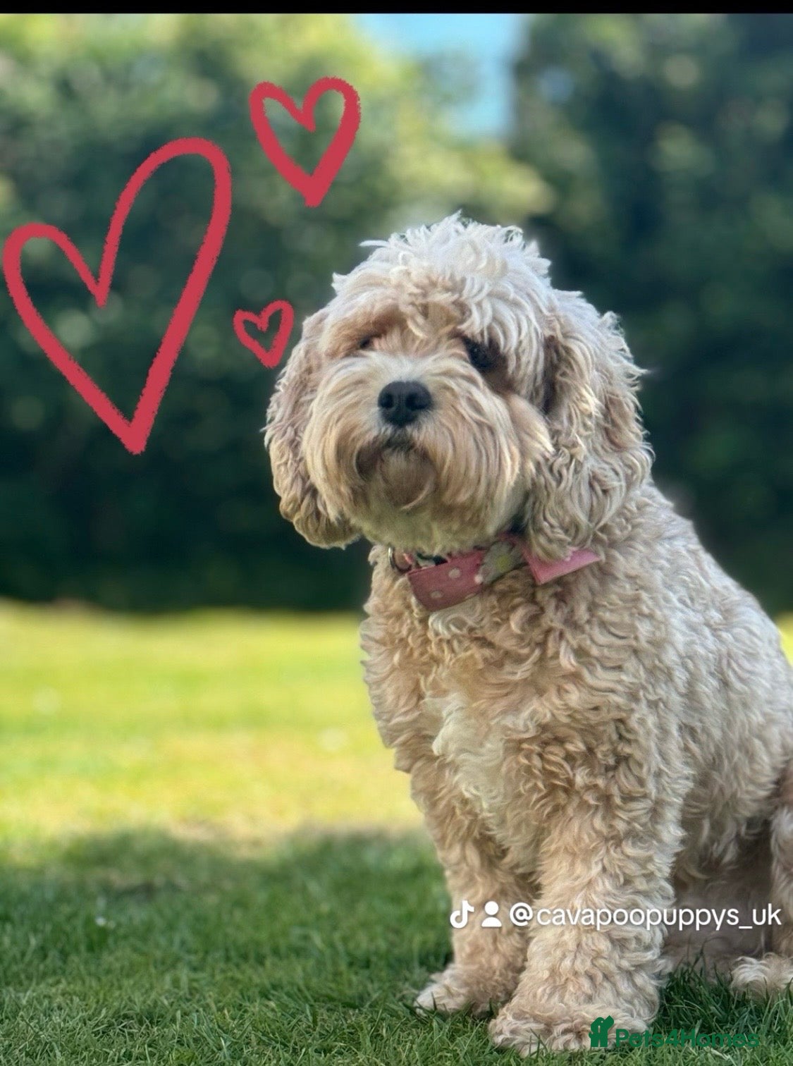 Cavapoo dogs 🐾Cavapoo Puppies F1b –Reservations Now Open - Advert 14