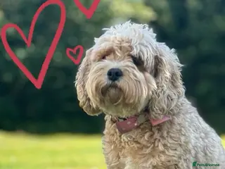 Cavapoo dogs 🐾Cavapoo Puppies F1b –Reservations Now Open - Advert 14