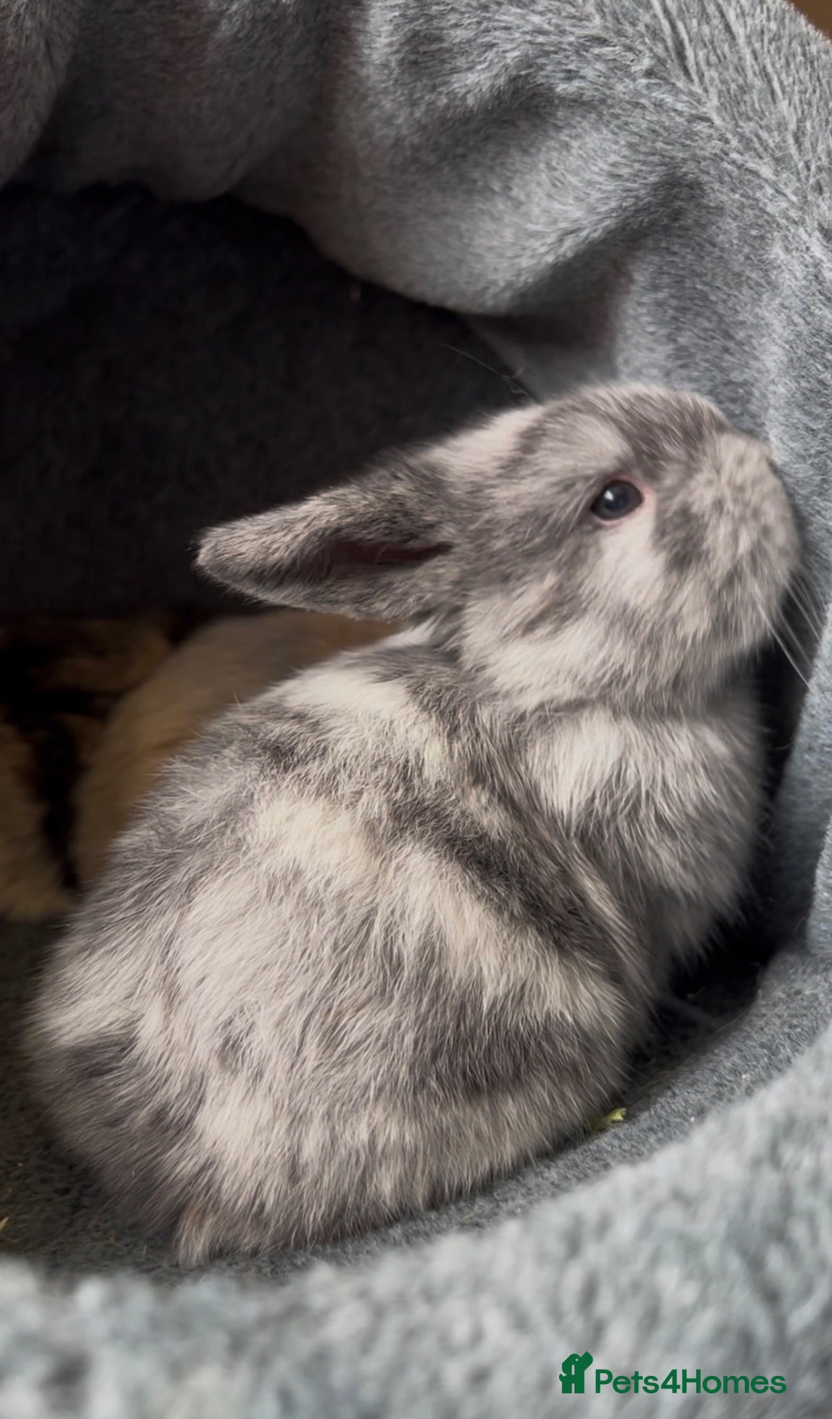Mixed Breed rabbits Rabbits ready for homes now  - Advert 9