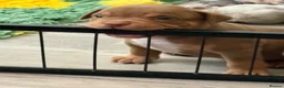 American Bully dogs for sale: Lucci vs Gr CH McLovin pups  - Advert 14