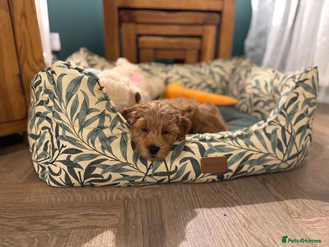 Cockapoo dogs for sale: Miniature F1B Cockapoo DNA Health Checked - Image 5