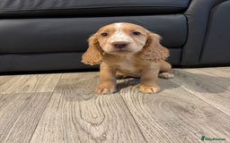 Cocker Spaniel dogs for sale: Cocker Spaniel Puppies Ready Now - Image 16