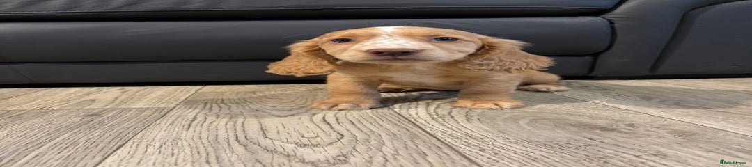 Cocker Spaniel Puppy 11