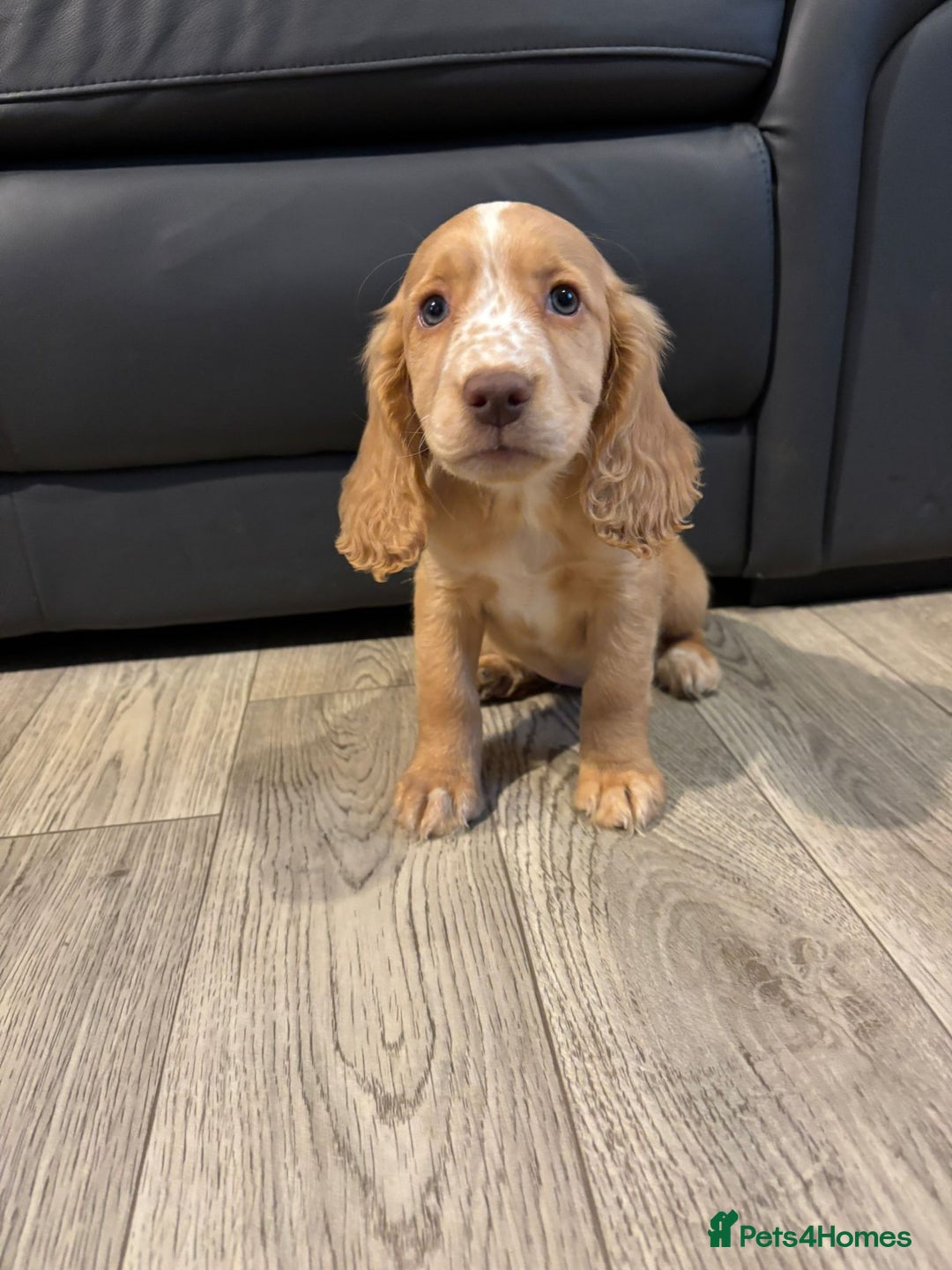 Cocker Spaniel dogs for sale: Cocker Spaniel Puppies Ready Now - Image 16