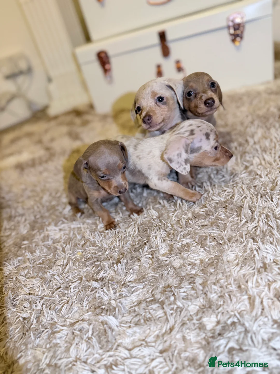 Miniature Dachshund dogs for sale: Miniature Dachshund  - Advert 7