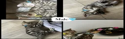 Mixed Breed cats for sale: Adorable kittens  in London - Advert 4