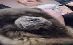 Chow Chow dogs for sale: Chow chow  - Image 13