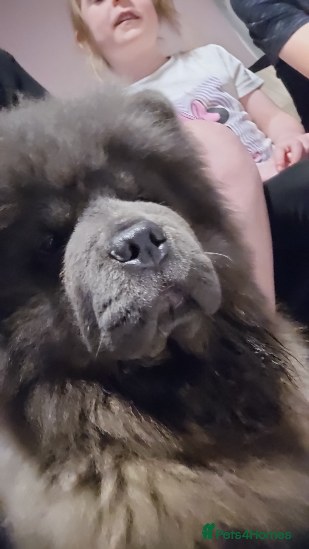 Chow Chow dogs for sale: Chow chow  - Image 13
