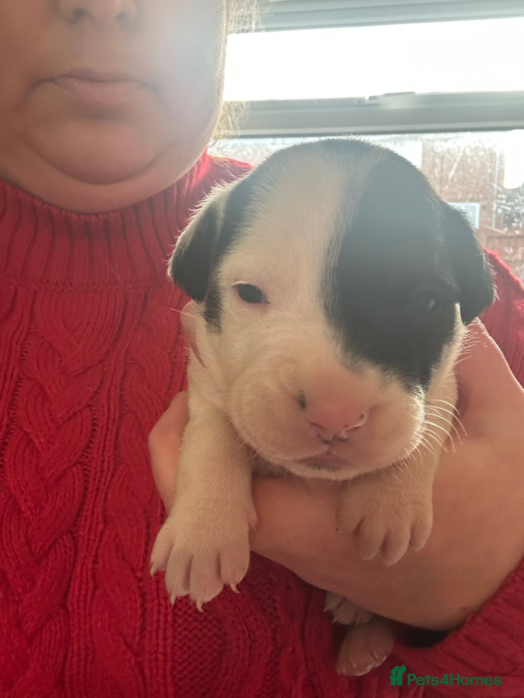 Mixed Breed dogs for sale: 🐾 11 Adorable Puppies From an Accidental Litter - Advert 35