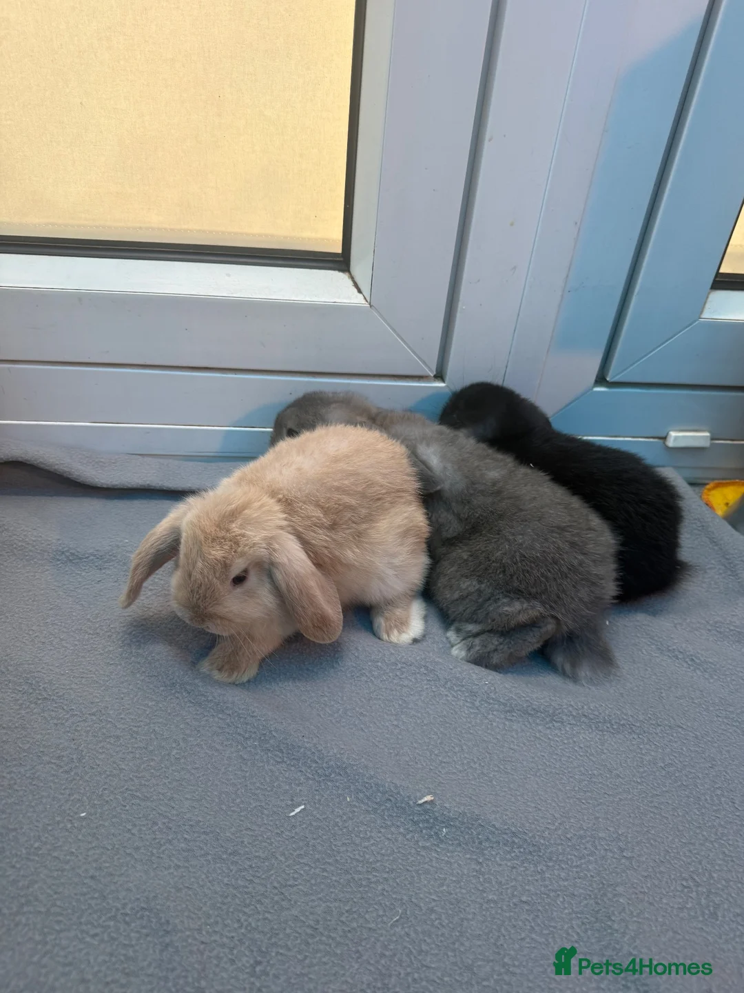 Mini Lop rabbits for sale: Mini loop bunnies  - Advert 2