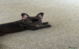 French Bulldog dogs for sale:  Adorable Frenchies Puppies Ready for them home - Image 3