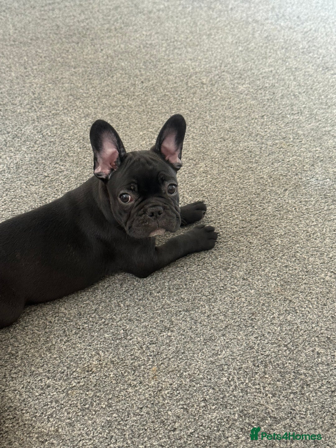 French Bulldog dogs for sale:  Adorable Frenchies Puppies Ready for them home - Image 3
