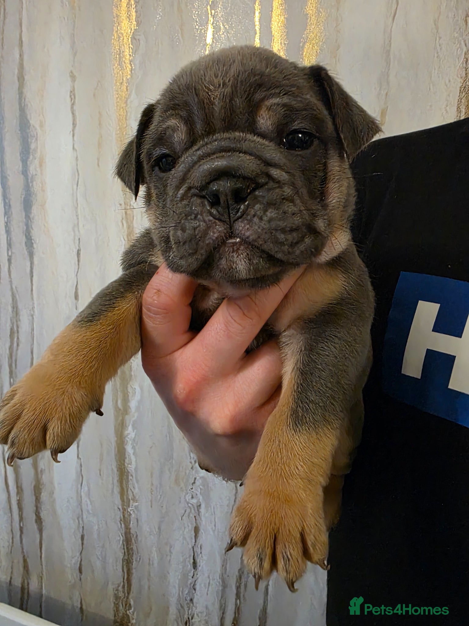 English Bulldog dogs british bulldog pups - Advert 3