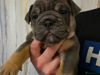 English Bulldog dogs british bulldog pups - Advert 5