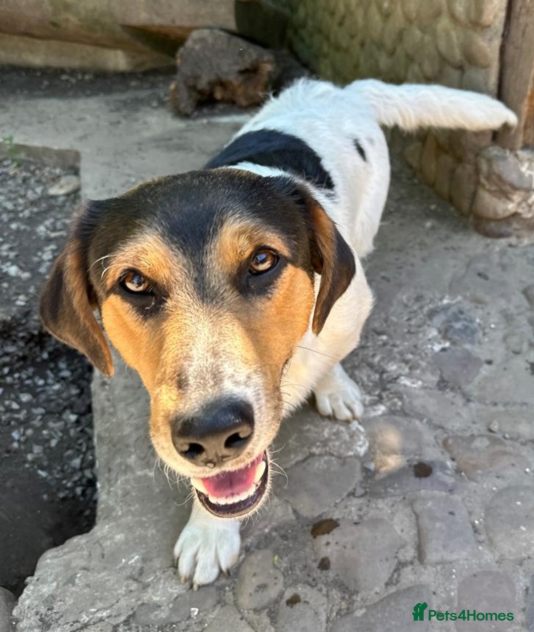 Mixed Breed dogs for adoption: 💙🐶 CASPER 🐶💙 - Image 14