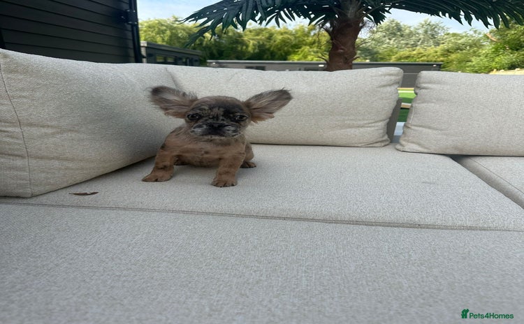 French Bulldog dogs - Advert 12