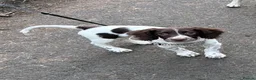 English Springer Spaniel dogs for sale: 6month Old Female Springer - Advert 3