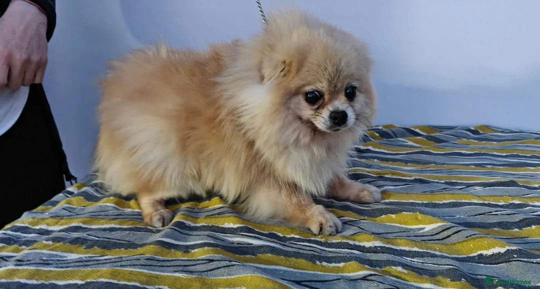 Pomeranian dogs for adoption: 🐾 HUGO – Male Miniature Pomeranian in West Malling - Advert 2