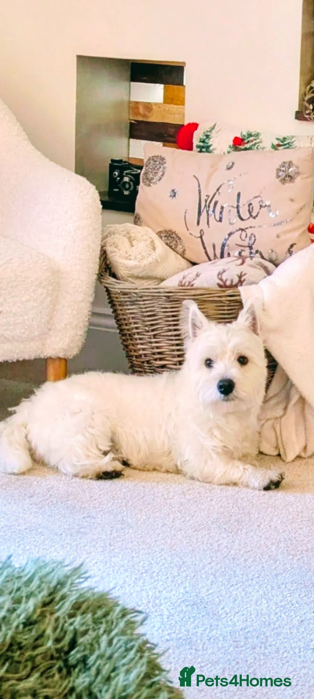 West Highland Terrier dogs for stud: West highland terrier for stud - Advert 2