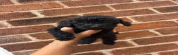 Sproodle dogs for sale: F1B sproodle puppies  - Advert 3