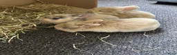 Dwarf Lop rabbits for sale: Dawf bunnies  - Advert 5