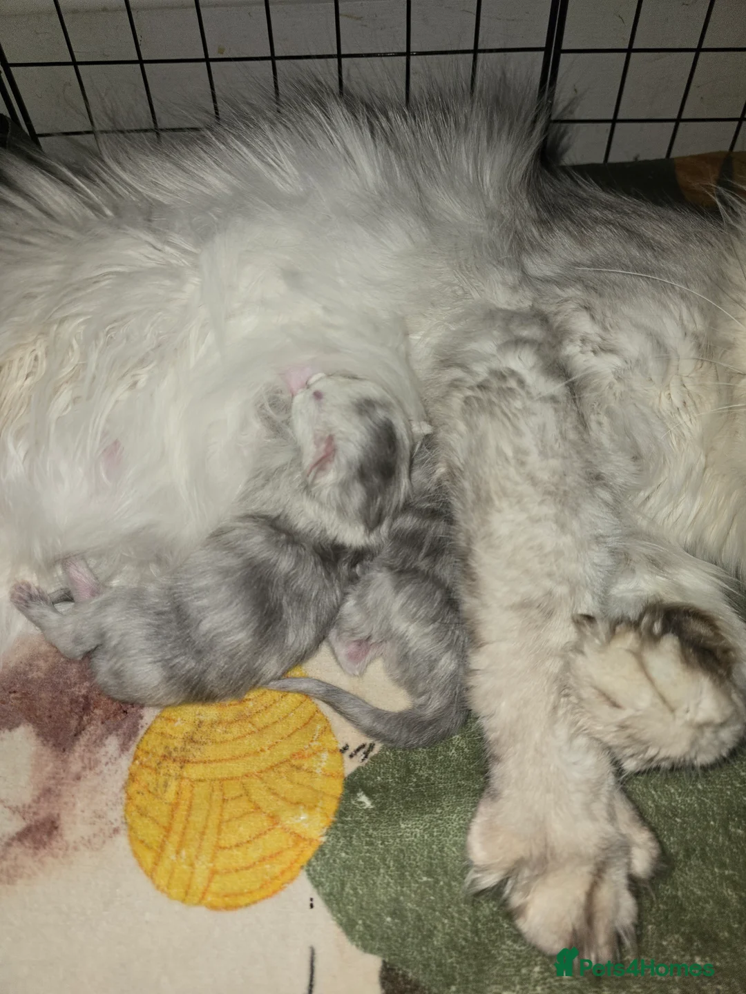 Maine Coon cats for sale: Rare Stunning Blue Shaded Maine Coon Kitten - Advert 14