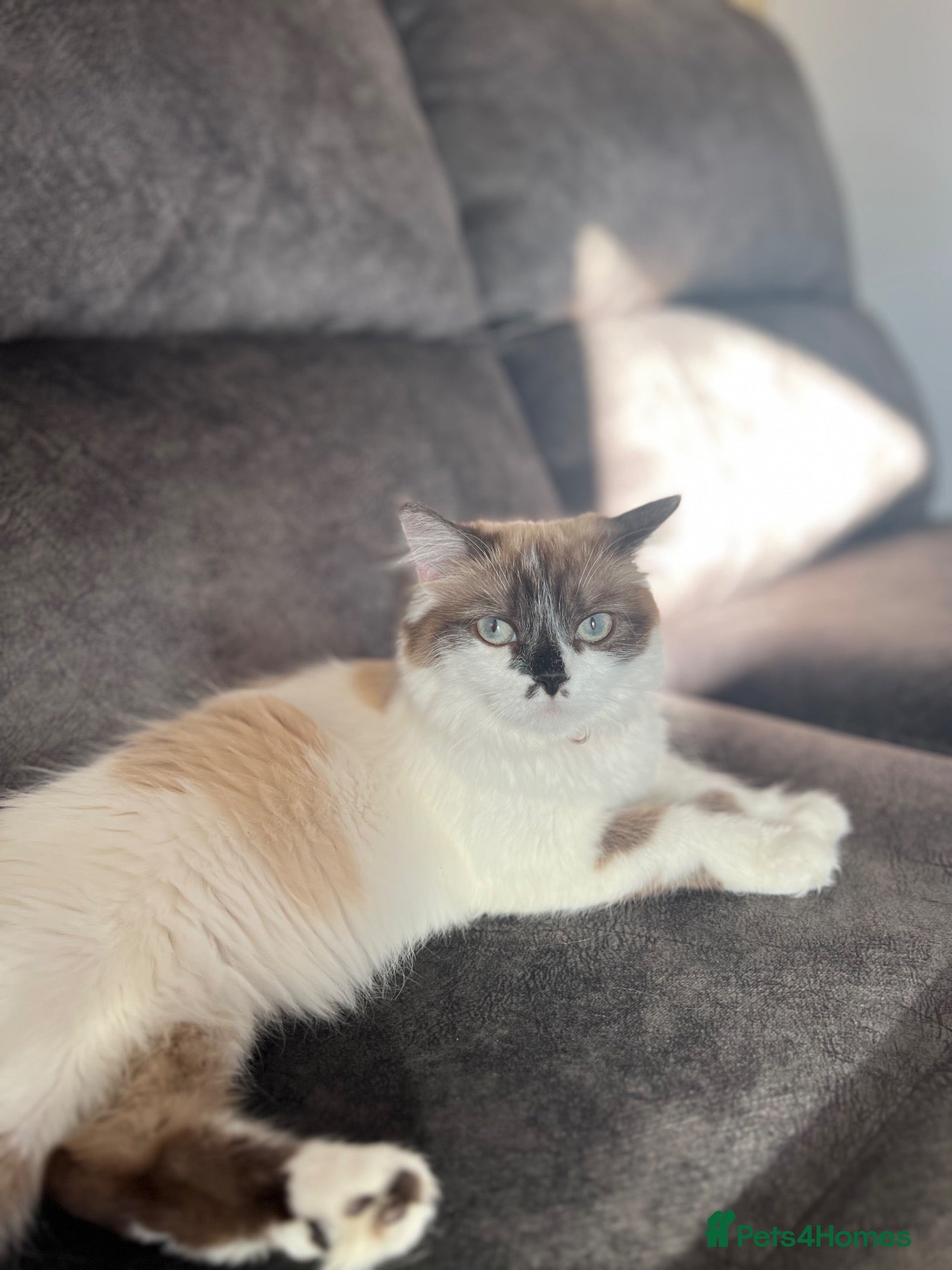 Ragdoll cats Ragdoll mix breed  - Advert 1