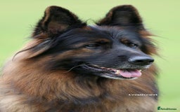 German Shepherd dogs for sale: TOP quality long coat puppies - Image 18