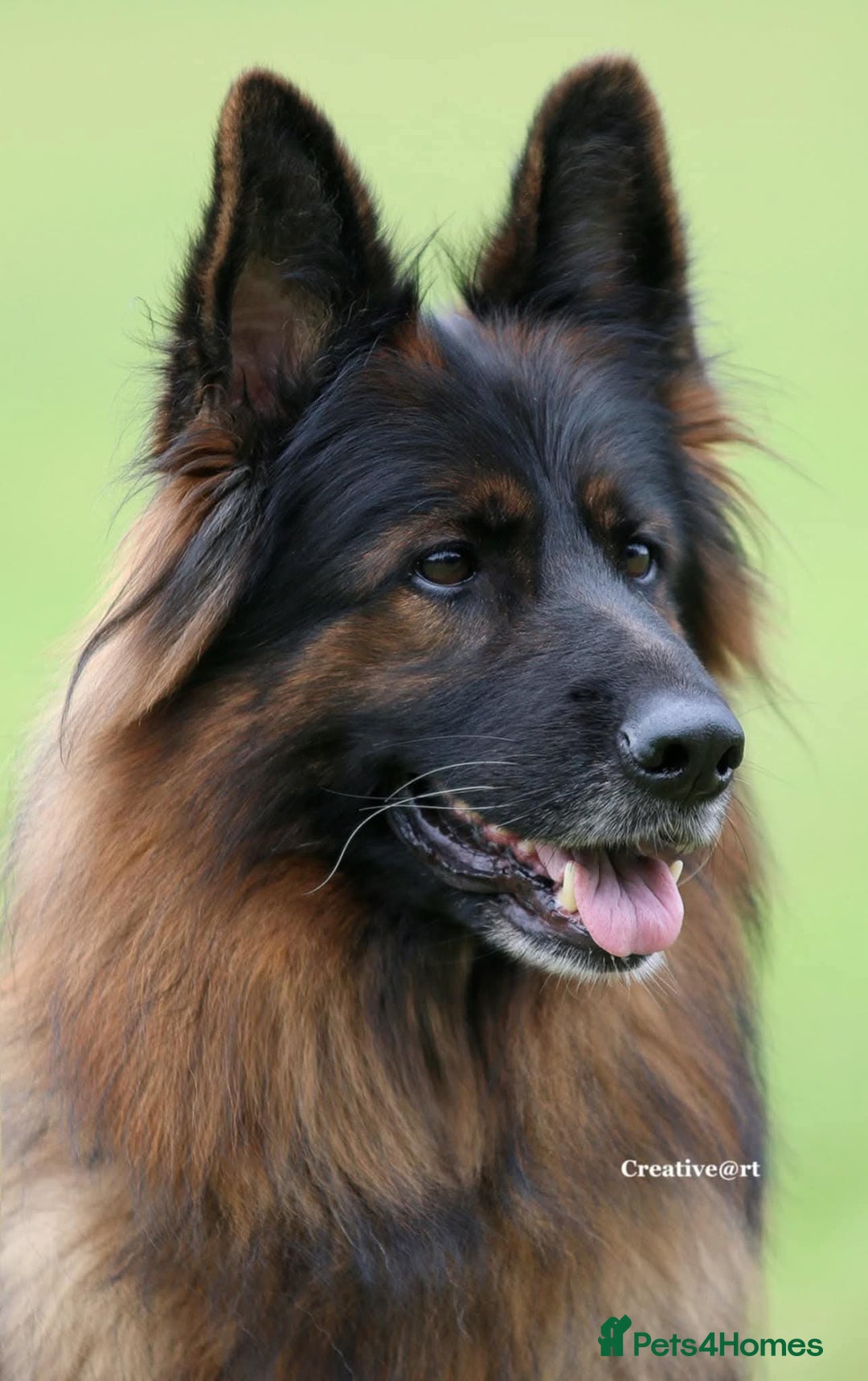 German Shepherd dogs for sale: TOP quality long coat puppies - Image 18