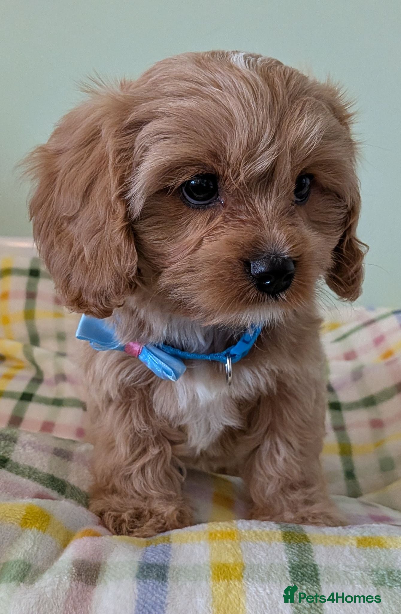 Cavapoo dogs F1B Cavapoo Puppies Health Tested KC Parents - Advert 1