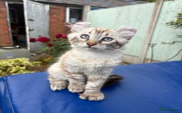 Keetso cats for sale: Stunning polydactyl longhaired snow leopard Keetso - Image 21