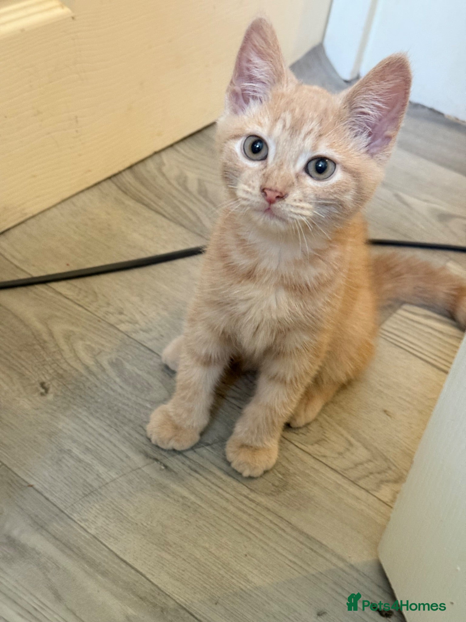 Mixed Breed cats Ginger boy - Advert 2