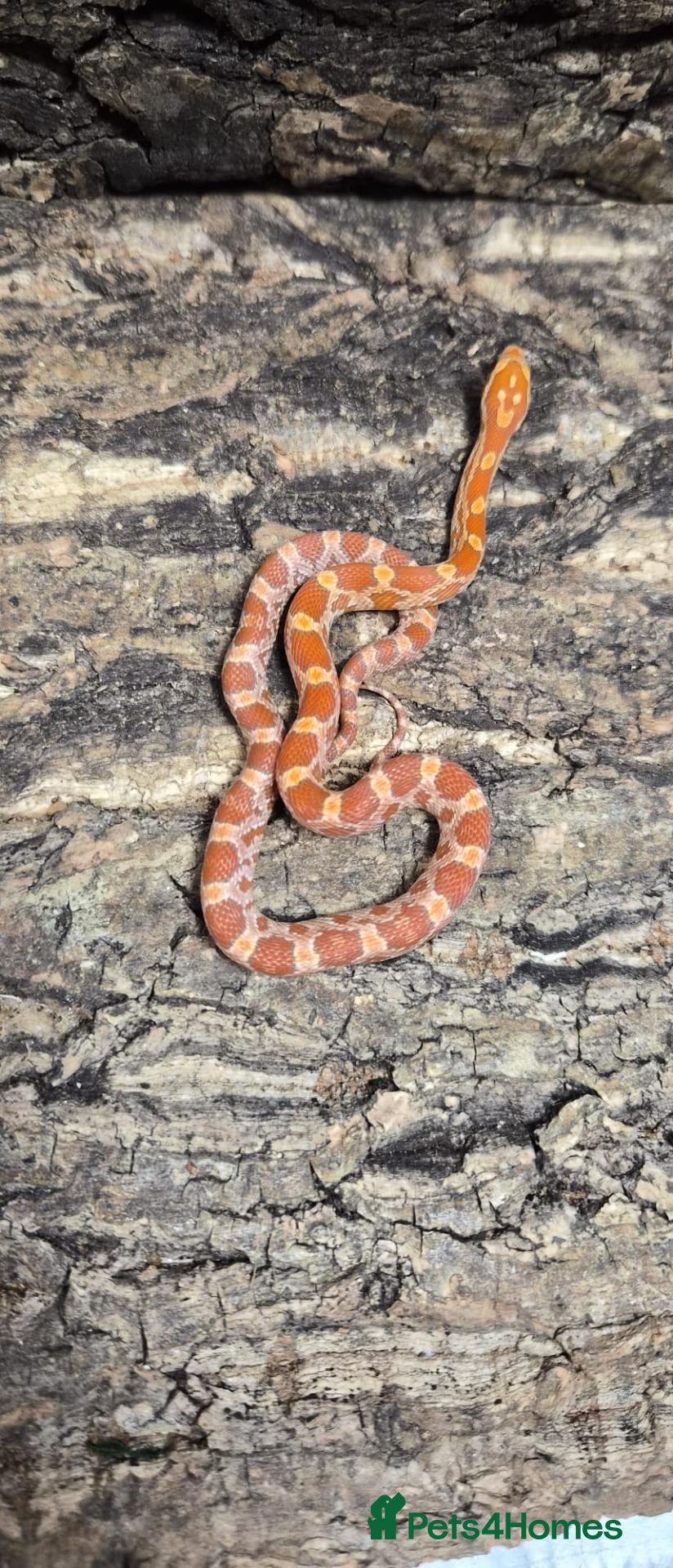 Corn Snake reptiles Baby cornsnakes for sale - Advert 1