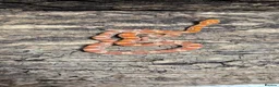 Corn Snake reptiles for sale: Baby cornsnakes for sale - Advert 1