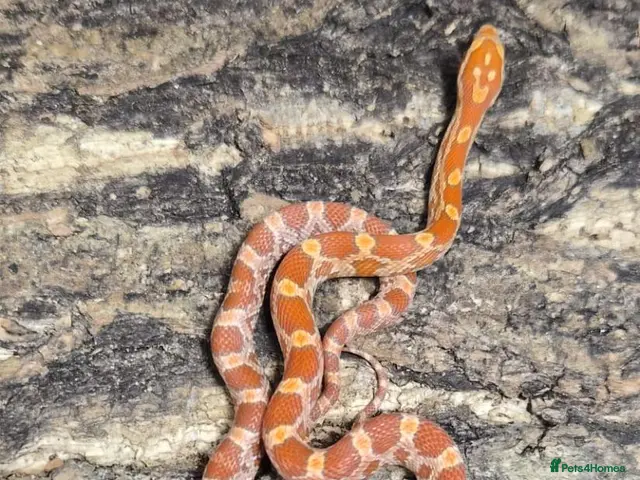 Corn Snake reptiles for sale: Baby cornsnakes for sale - Advert 1
