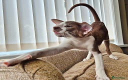 Oriental cats for sale: Beautiful Lilac bicolour Oriental BOY - Image 2