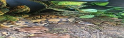 Python Snake reptiles for sale: Female Ball python & full set up included  - Advert 6