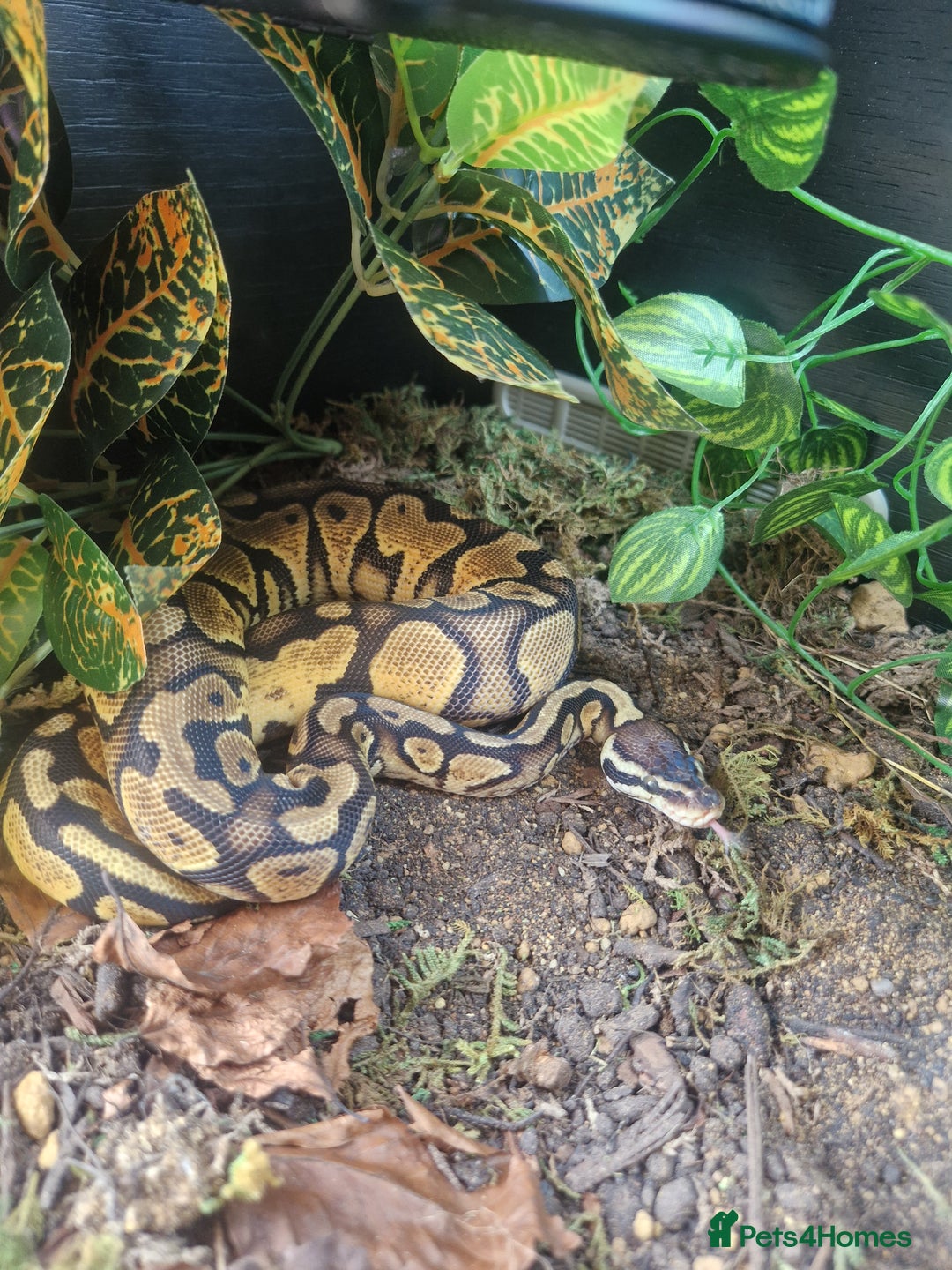 Python Snake reptiles for sale: Female Ball python & full set up included  - Image 6