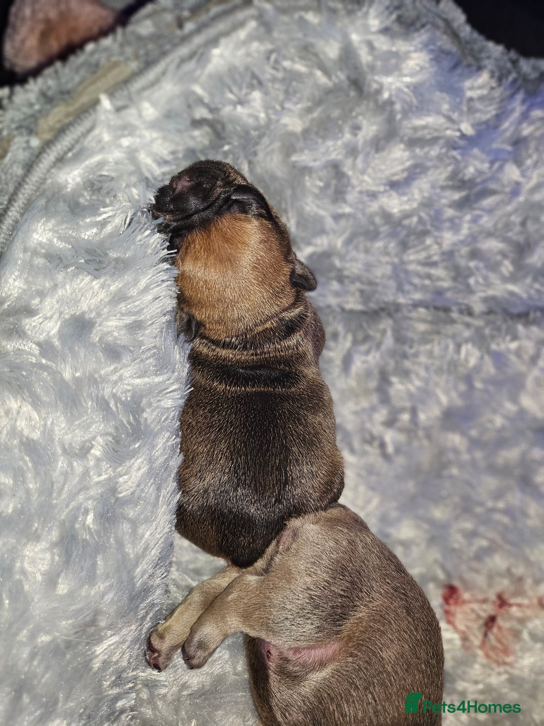 French Bulldog dogs for sale: Gorgeous french bulldogs - Image 18