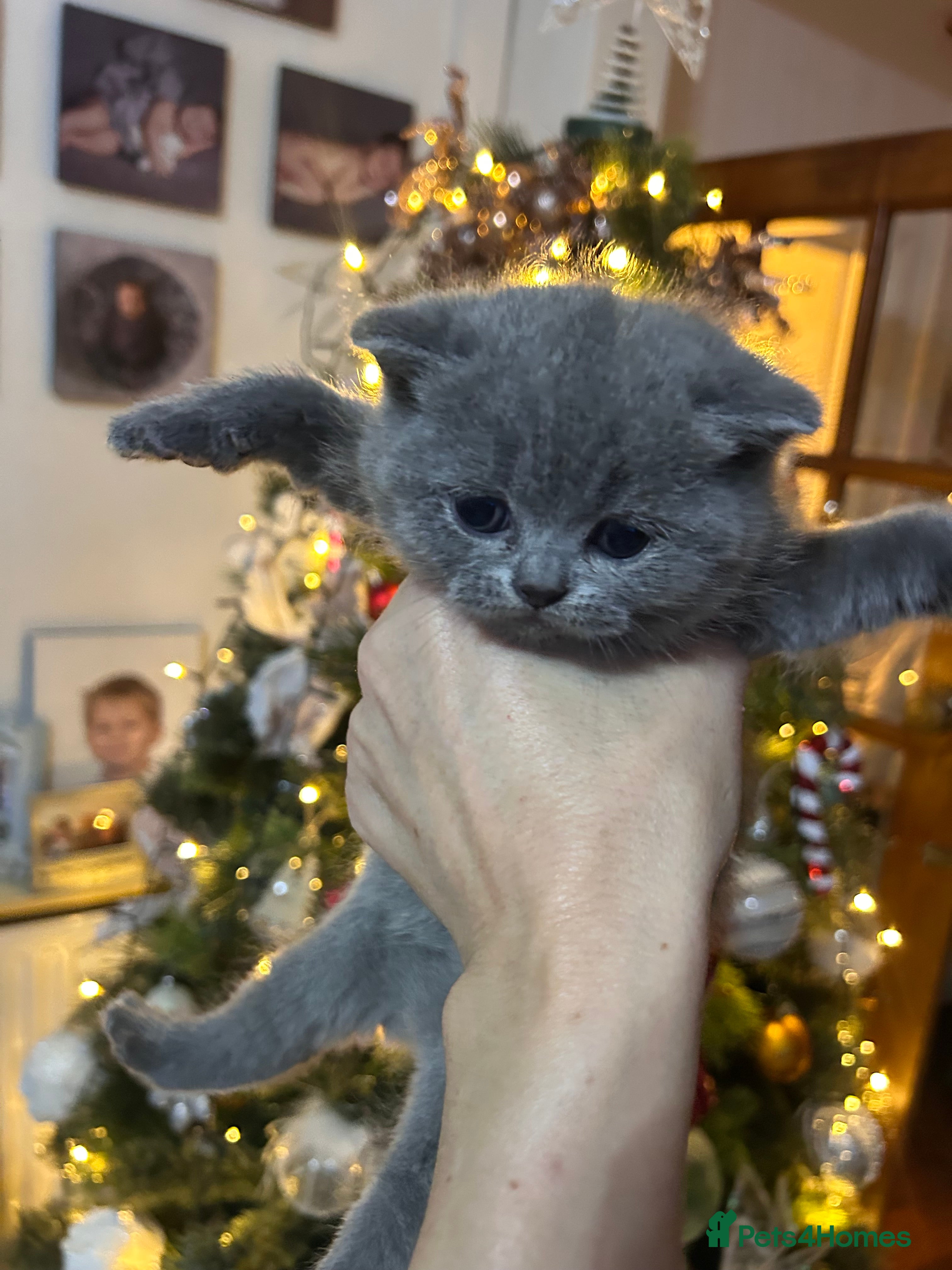 British Shorthair cats Pure British shorthair kittens  - Advert 11