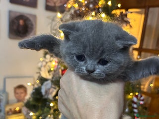 British Shorthair cats Pure British shorthair kittens - Advert 16