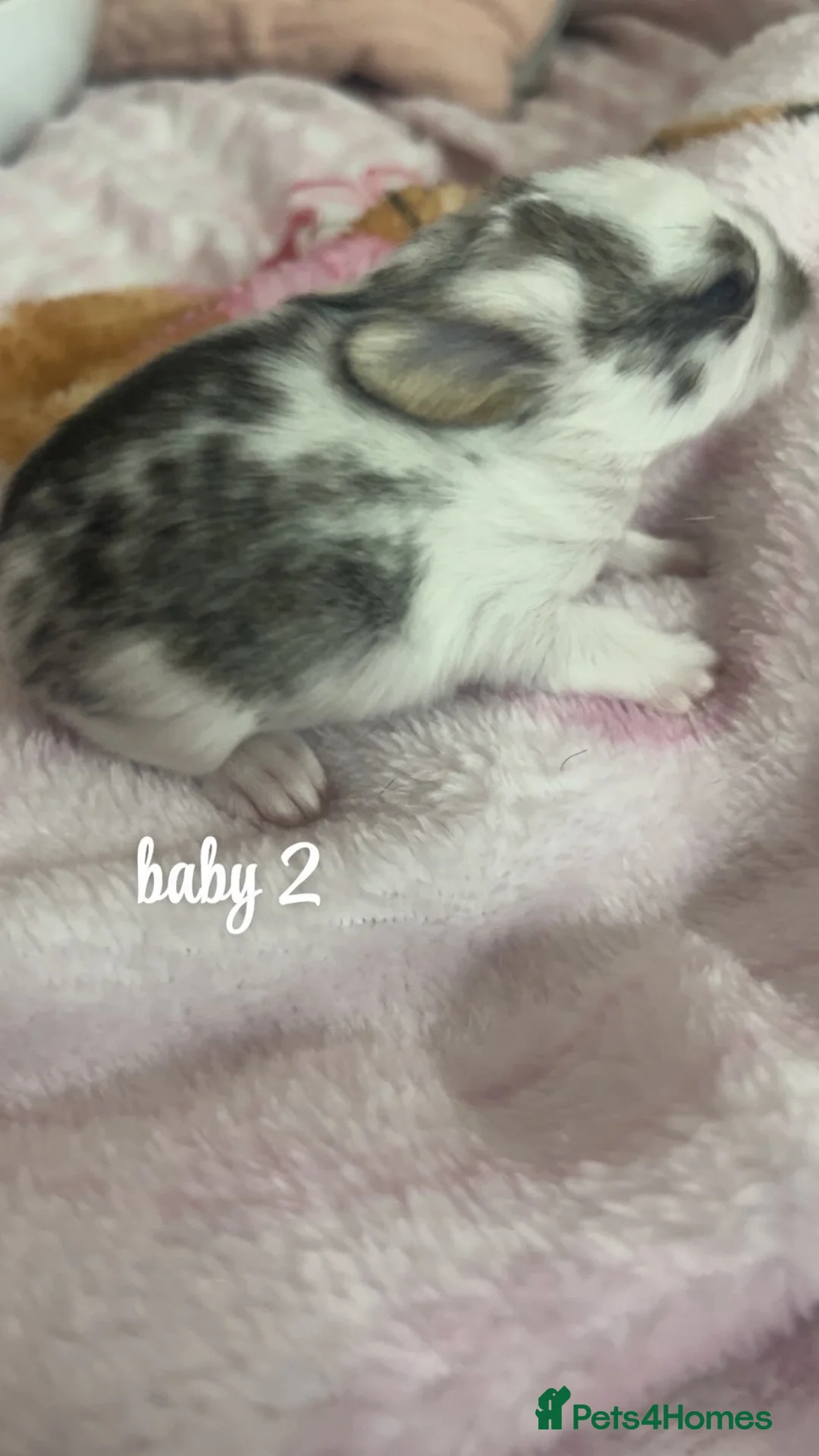 Mixed Breed rabbits for sale: Rabbits for sale in Barnsley - Advert 2