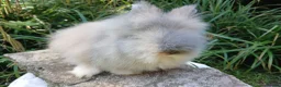 Lionhead rabbits for sale: Stunning DM lionhead baby rabbits - Advert 7