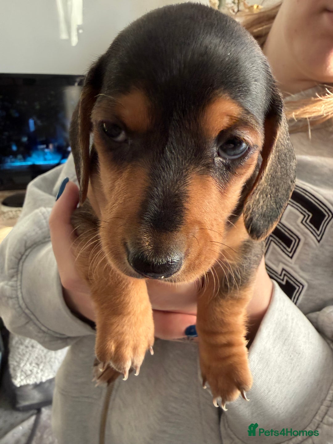 Miniature Dachshund dogs for sale: Miniature Dachshund's   - Advert 32