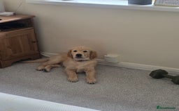 Golden Retriever dogs for sale: Golden Retriever 12 weeks old - Image 2
