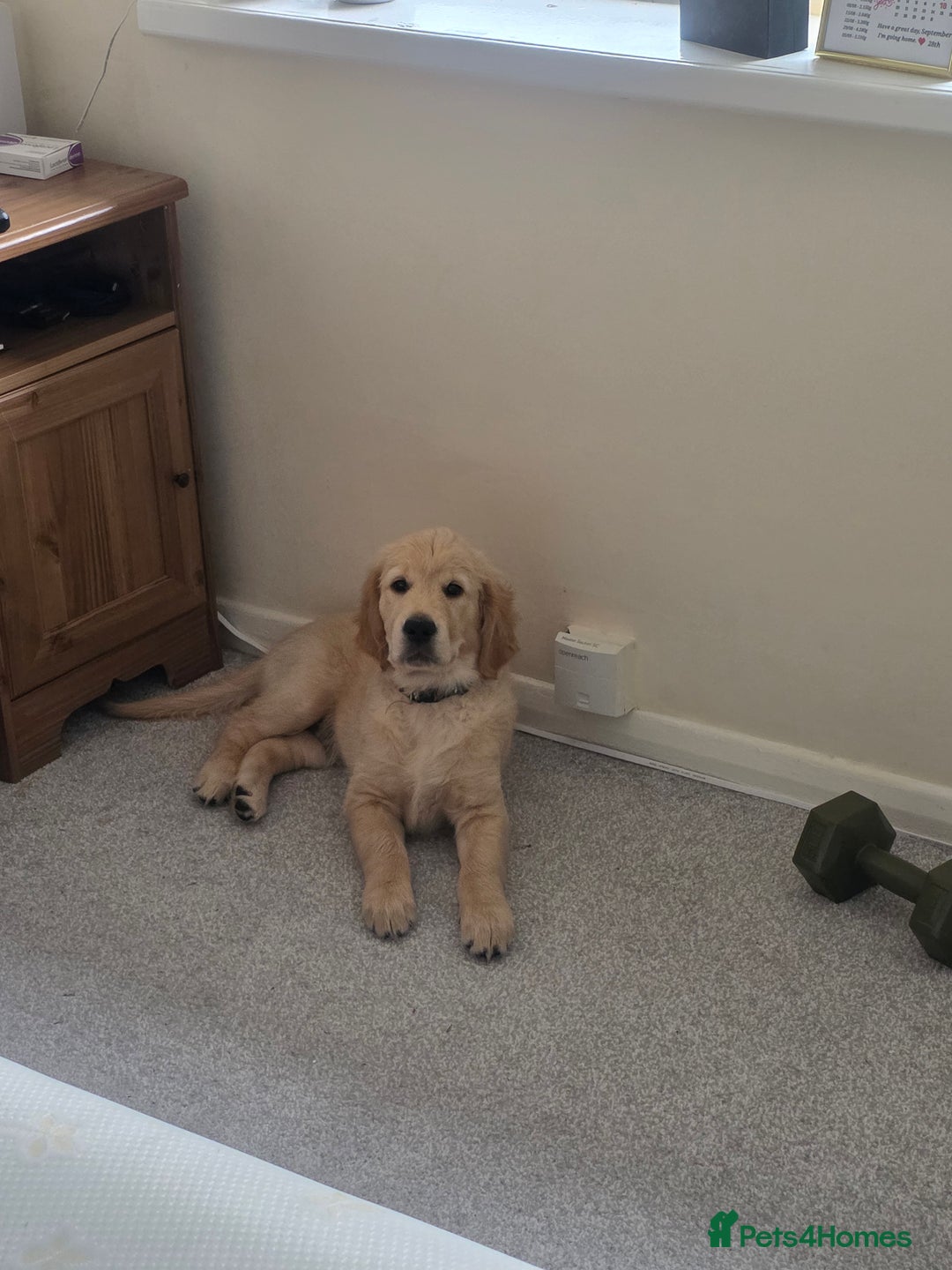 Golden Retriever dogs for sale: Golden Retriever 12 weeks old - Image 2