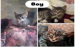 Mixed Breed cats for sale: Beautiful 6 mixed-breed kittens!  - Image 6